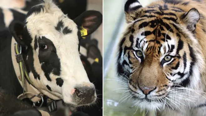 गाय और बाघ