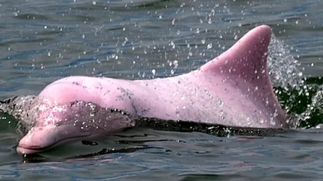 Рожевий дельфін