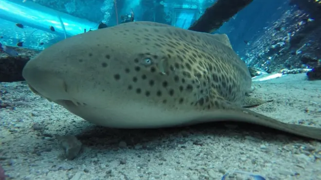 Después de estar sola por varios años, Leonie tuvo tres crías