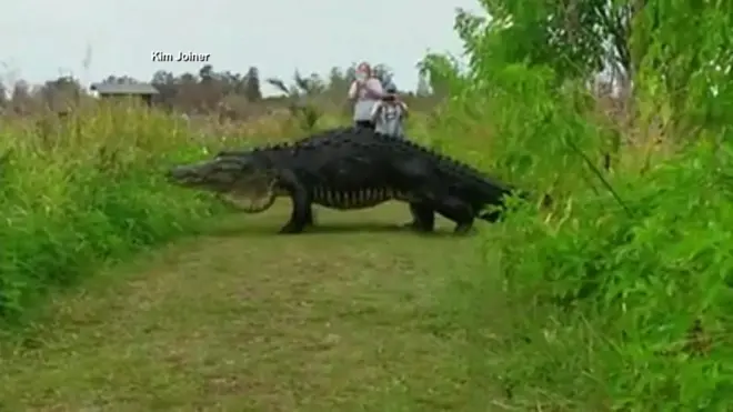 Jacaré gigante é filmado durante passeio na Flórida