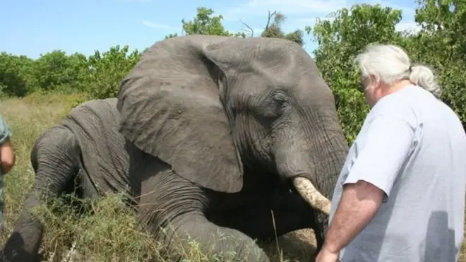 ช้างในการศึกษานี้ อยู่ที่อุทยานแห่งชาติโชเบ้ ของบอตสวานา