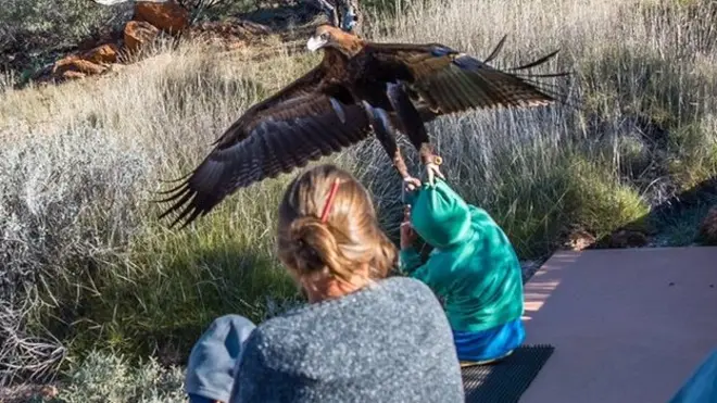 An eagle attempted to lift a little boy into the air during a bird show at Alice Springs in Australia
