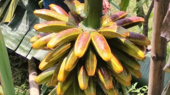 Pisang Tongka Langit hanya tumbuh di kawasan Maluku dan Papua. Namun, tim ekspedisi menemukan jenis pisang ini di kaki Gunung Galunggung, Jawa Barat. Masyarakat setempat menyebutnya Pisang Ranggap.