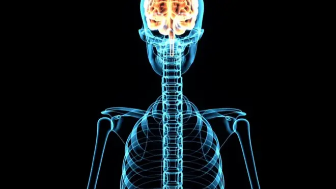 Мы двигаем руками и пальцами благодаря информации, которая поступает из мозга по спинному мозгу и нервам.