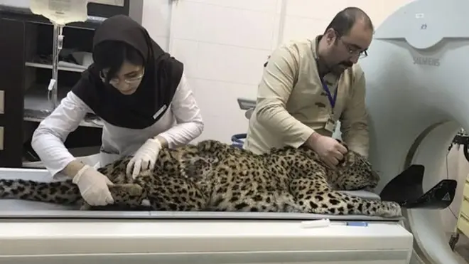 در هفته‌های اخیر بخش عمده‌ای از مجادلات گروه‌های محیط‌زیستی در تلگرام درباره پلنگ زخمی رودسر، غذا دادن به قوهای مهاجر، حیوان‌آزاری و نمونه‌گیری اسپرم از کوشکی، یوزپلنگ در اسارت اختصاص یافته است. حال آن که نابودی زیستگاه‌ها که اهمیتی فراتر از مرگ چند جانور دارد، کمتر در کانون توجه قرار می‌گیرد