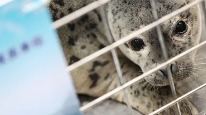 Some 100 seals were found starving inside a remote farm shed before being rescued