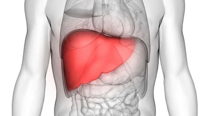 ตับมนุษย์