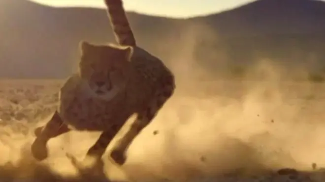 تیز ترین شکاری سمجھے جانے والے جانور چیتے سے بچ نکلنا بظاہر آسان نہیں ہے لیکن ہرن جیسا بے ضرر جانور بھی ایسا کر جاتا ہے۔ اس کا ہنر کیا ہے؟