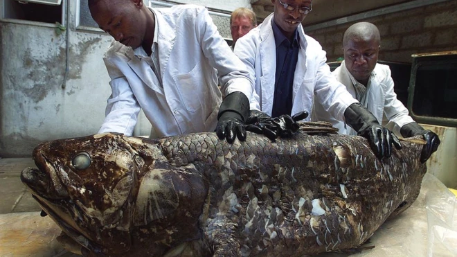 Staff at the National Museum of Kenya show a coelacanth caught in 2001