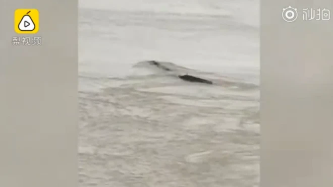 Мутне фотографије приказују нешто што изгледа као да има реп који се мрда напред-назад у води