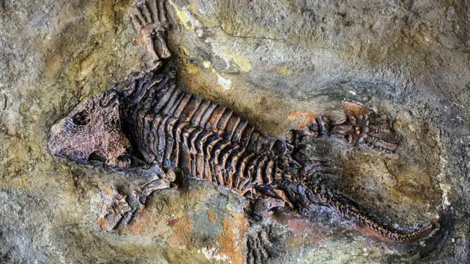 Скам'янілість