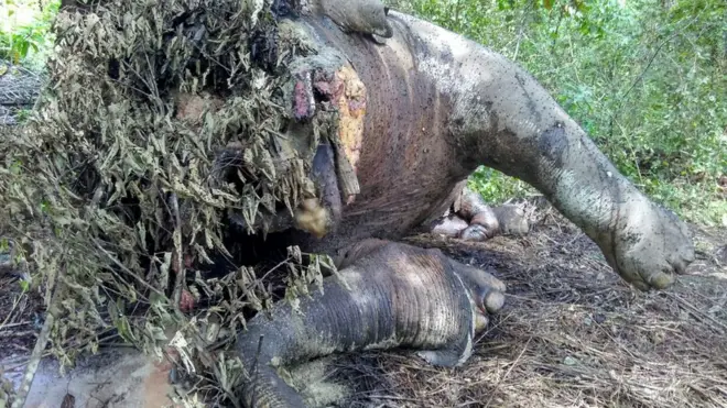 Gajah jantan ini ditemukan mati dengan gading yang sudah hilang, di sebuah perkebunan sawit.