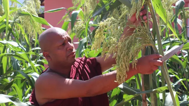 පන්සලේ වැවෙන 'ස්වයංජාත ඇල් සහල්'