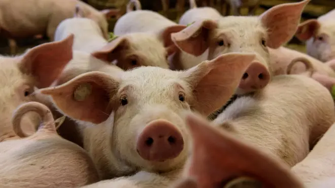 Fungsi pencernaan babi mirip dengan manusia, yaitu bersifat monograstik.