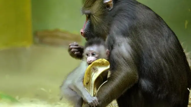 В центрі знаходиться понад 1 тисячі бабуїнів