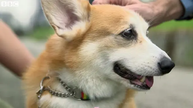 犬の気持ちが分かる――「イヌパシー」開発者に聞く