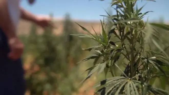 نبتة الحشيش