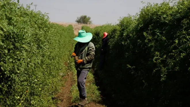 แรงงานไทยในอิสราเอล