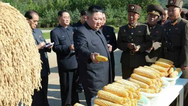 2019年金正恩玉米收成