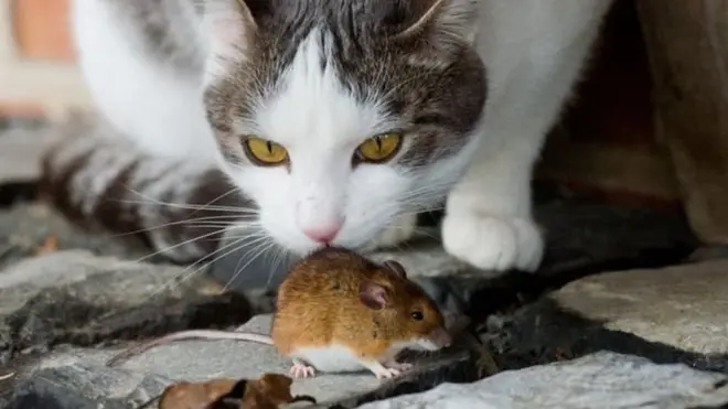 चूहा और बिल्ली