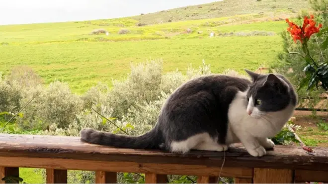 मारिया की बिल्ली