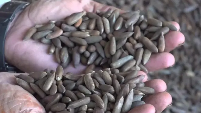 nuts