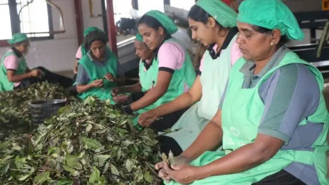 තේ දලු තෝරන කාන්තාවන්