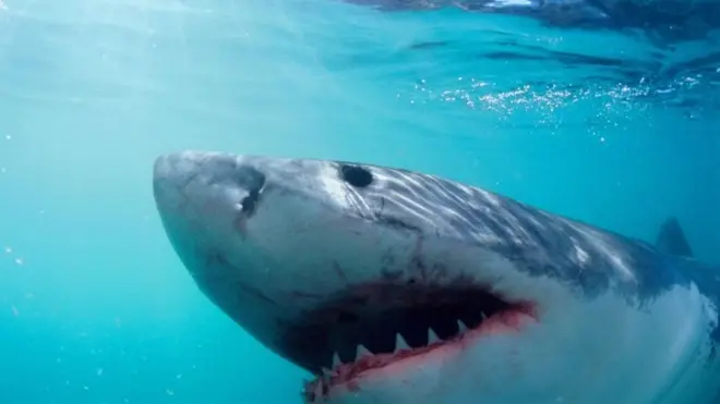 إحدى أسماك القرش الضخمة