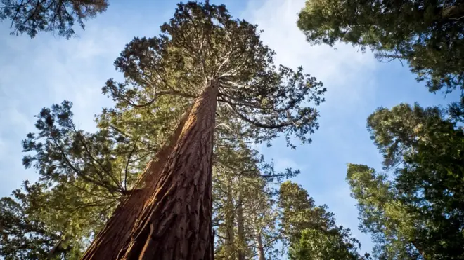 Los secuoyas gigantes son los árboles más altos del planeta y son originarios de la cordillera de Sierra Nevada, en California.