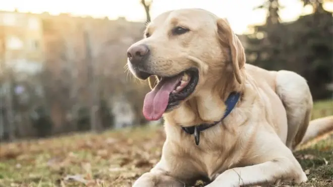 కుక్క, శునకం