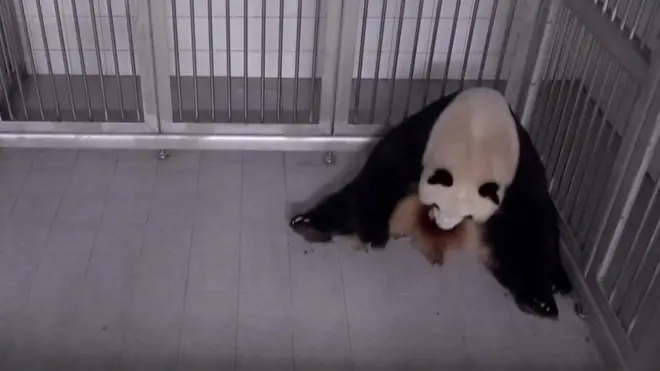 旅韩大熊猫爱宝