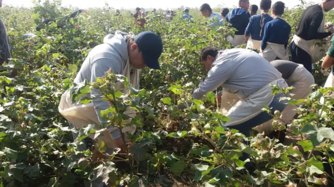 FC Andjon players harvesting cotton, Oct 2016
