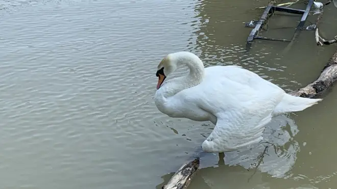 Labudica sa povređenim krilom kruži beogradskom obalom Save nešto manje od mesec dana