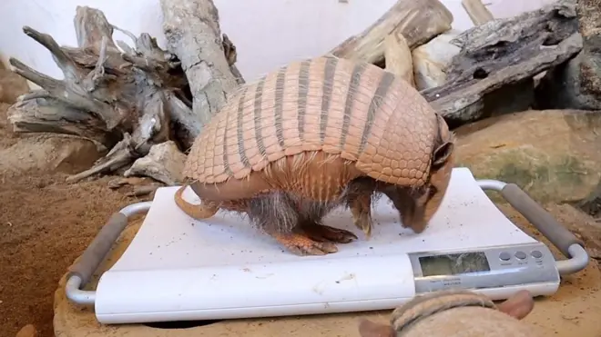 броненосец на весах