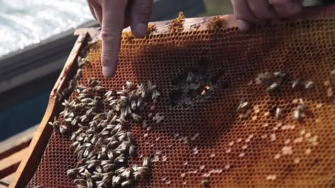 Ukrainian bees