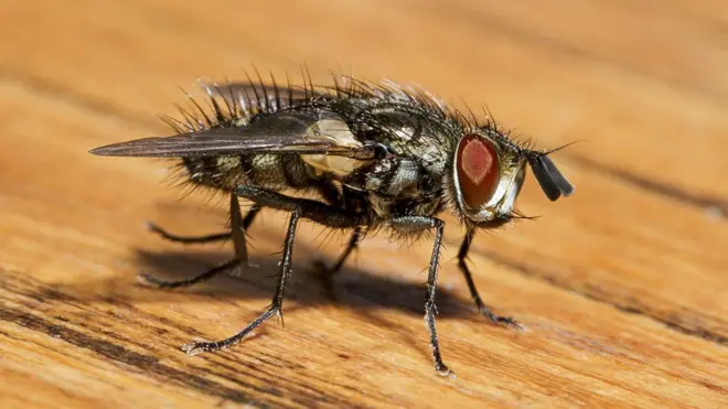 کراچی، مکھیاں، کچرا