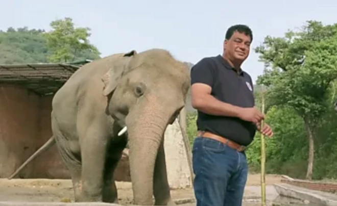 ゾウのカーヴァン