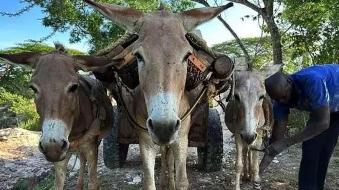 يمكن أن يعني الحمار الفرق بين سبل العيش المتواضعة والعوز لكثير من الناس في المجتمعات الريفية الفقيرة