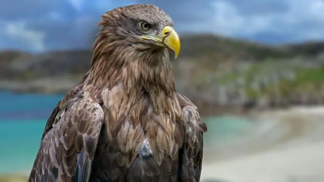 Ẹya ẹyẹ idi ti wọn n pe white-tailed sea eagle