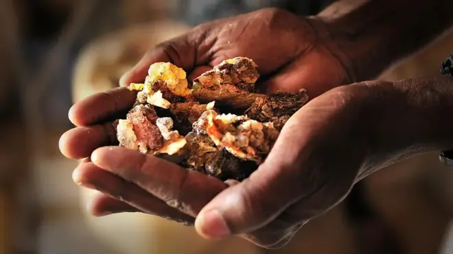 Une poignée d'écorces du Boswellia, l'arbre qui produit les résines d'encens 