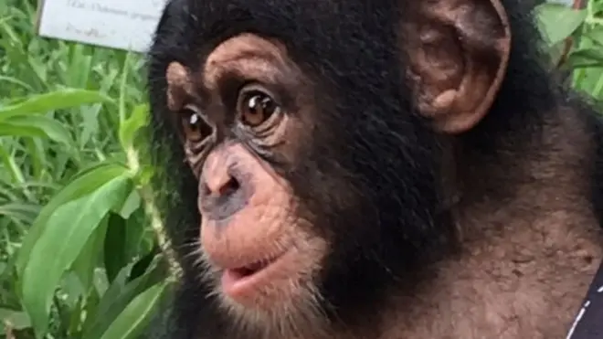 صغير الشمبانزي