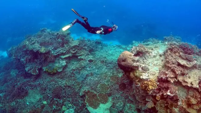 غطّاس يتجول بين الشعاب المرجانية