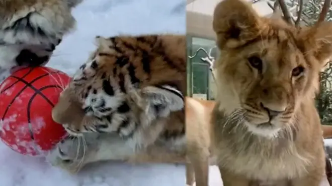 львица и тигры