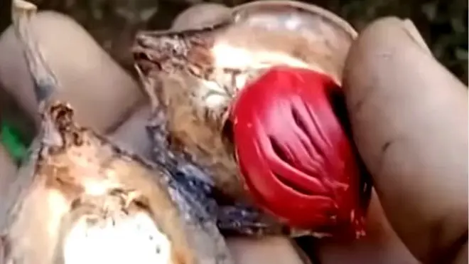 కాకినాడలో జాపత్రి సాగు