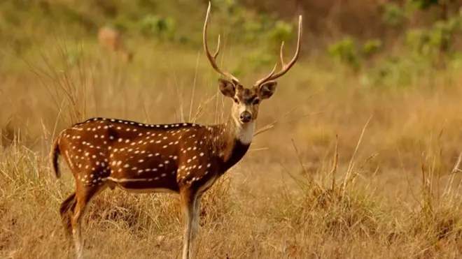 पर्सा राष्ट्रिय निकुञ्जमा हरिण