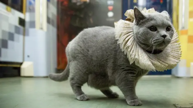 Британский кот стал первым пассажиром поезда "Шекспировские страсти", запущенного при поддержке Британского совета