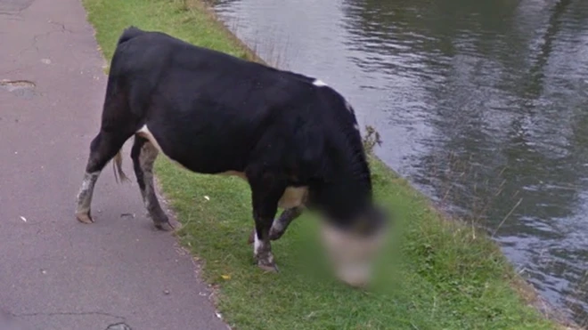 Google Streetview image showing blurred cow face in Cambridge