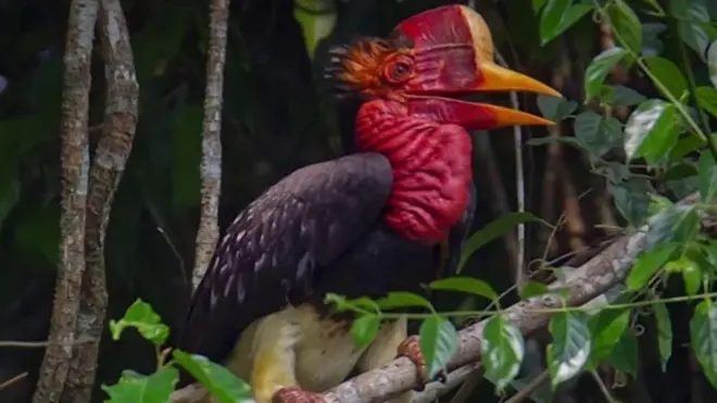 Simbira hornbill