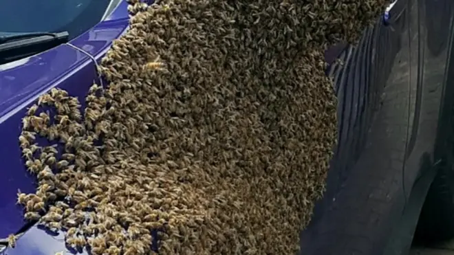 Bayan Taylor'a aracının arılar tarafından ele geçirildiğini komşusu haber verdi