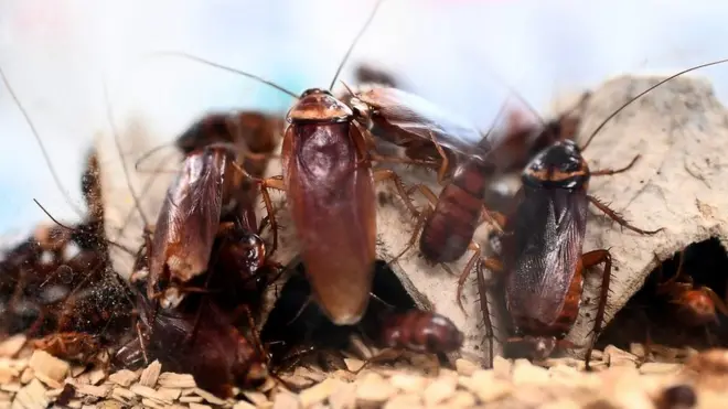 Aдистер мындай көп сандагы курт-кумурскаларды бир жайда кармоонун өзү опурталдуу дешет.